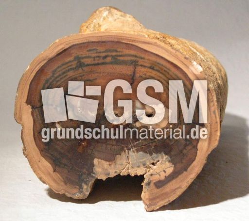 Holz_versteinert_3.jpg